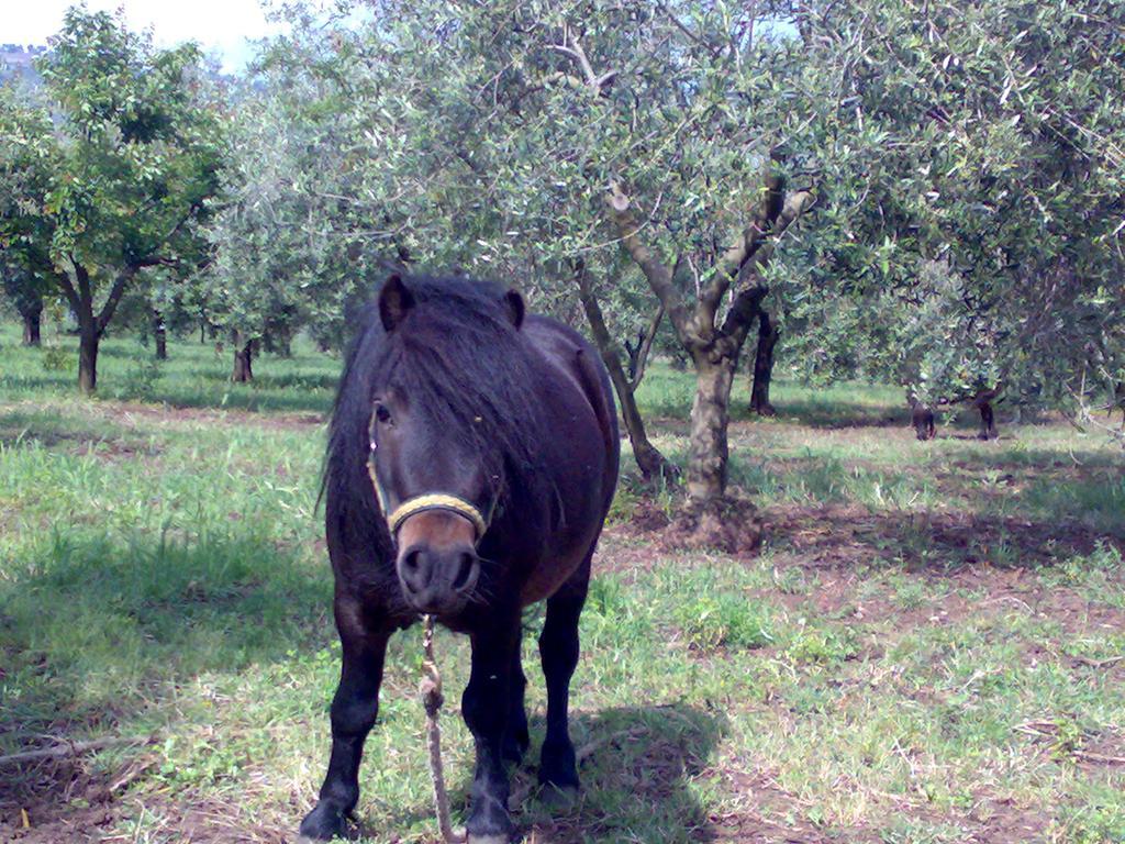 Agriturismo Frantoio Mafrica Limbadi Exteriör bild